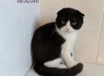 Oreo - Scottish Fold Kitten For Sale - 