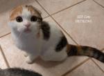 Cookie - Scottish Fold Kitten For Sale - DeLand, FL, US