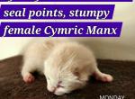 Sydney - Manx Kitten For Sale - Muskegon, MI, US