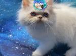 Himalayan cream point male - Himalayan Kitten For Sale - Clarksdale, MS, US