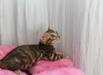 Bengal girl - Bengal Kitten For Sale - Lancaster, CA, US