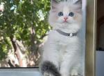 R026 - Ragdoll Kitten For Sale - Los Angeles, CA, US