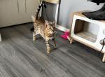 Bengal adult female - Bengal Cat For Sale - 