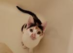 Kini - Domestic Cat For Adoption - Denhawken, TX, US