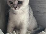 Viki - Scottish Fold Kitten For Sale - New York, NY, US