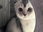 Lili - Scottish Fold Kitten For Sale - 