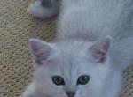 Silver boys - Scottish Fold Kitten For Sale - Great Falls, VA, US