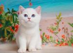 Ernest - British Shorthair Kitten For Sale - 