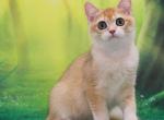 Bob - British Shorthair Kitten For Sale - Brooklyn, NY, US