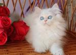 Cristal - British Shorthair Kitten For Sale - Brooklyn, NY, US