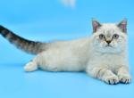 Darin - Scottish Straight Kitten For Sale - Brooklyn, NY, US