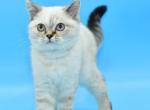 Deizi - Scottish Straight Kitten For Sale - Brooklyn, NY, US