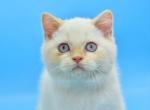 Denis - Scottish Straight Kitten For Sale - Brooklyn, NY, US