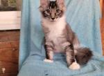 Male - Maine Coon Kitten For Sale - 