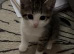 Peanut - Domestic Kitten For Adoption - Statesville, NC, US