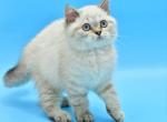 Drago - Scottish Straight Kitten For Sale - Brooklyn, NY, US