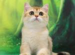 Barman - British Shorthair Kitten For Sale - Brooklyn, NY, US