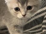 Scottish Fold Girl Jamie - Scottish Fold Kitten For Sale - 