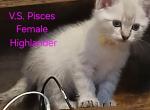 Vitannis Starlight PISCES - Highlander Kitten For Sale - 