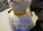 Kopa Beloved Grace TAURUS - Highlander Kitten For Sale - Caldwell, ID, US