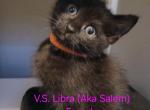 Vitannis Starlight LIBRA - Highlander Kitten For Sale - Caldwell, ID, US