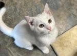 White Ragdoll Male Kitten - Ragdoll Kitten For Sale - 