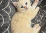 Red Ragdoll Male Kitten - Ragdoll Kitten For Sale - Beach Park, IL, US