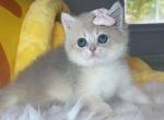 B013 - British Shorthair Kitten For Sale - Los Angeles, CA, US