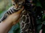 Sarabi - Bengal Kitten For Sale - Temecula, CA, US