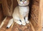 Gold British Shorthair Kitten Male - British Shorthair Kitten For Sale - Auburn, WA, US