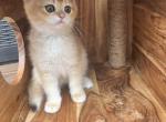 Female British Shorthair - British Shorthair Kitten For Sale - Auburn, WA, US