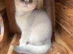 BlueGold British Shorthair Female Kitten - British Shorthair Kitten For Sale - Auburn, WA, US