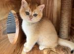 Male British shorthair Kitten - British Shorthair Kitten For Sale - Auburn, WA, US