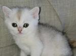 Michelle - Scottish Straight Kitten For Sale - 