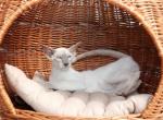 Hayden Marbleficent - Peterbald Kitten For Sale - 