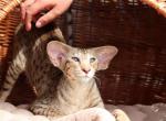 Horus Marbleficent - Oriental Kitten For Sale - 