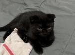 Panda - Scottish Fold Kitten For Sale - 