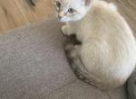 Have not been named - American Shorthair Kitten For Sale - Country Club Hills, IL, US