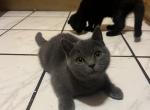 Diego - Scottish Straight Kitten For Sale - 