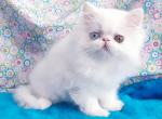 Valdemar - Persian Kitten For Sale - Pembroke Pines, FL, US