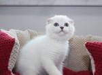 Versal - Scottish Fold Kitten For Sale - Brooklyn, NY, US