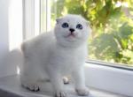 Vivaldi - Scottish Fold Kitten For Sale - Brooklyn, NY, US