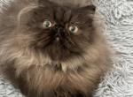 Gudron - Persian Kitten For Sale - Pembroke Pines, FL, US