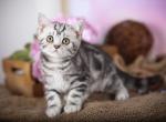 Holms - Scottish Straight Kitten For Sale - Brooklyn, NY, US