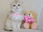 Mila - Scottish Fold Kitten For Sale - Brooklyn, NY, US