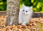 Isabelle - Siberian Kitten For Sale - Miami, FL, US