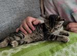 Rainstorm - Bengal Kitten For Adoption - Altamonte Springs, FL, US