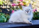 Jo - Siberian Kitten For Sale - Miami, FL, US