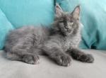 Izumrud - Maine Coon Kitten For Sale - 