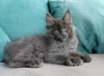 Izumrud - Maine Coon Kitten For Sale - 